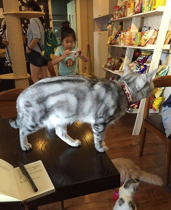 青岛猫咖啡|你所不知道的“猫咖”：青岛时尚新宠人气高也有争议(图2)