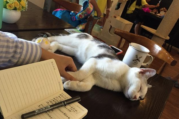 青岛猫咖啡|你所不知道的“猫咖”：青岛时尚新宠人气高也有争议(图3)