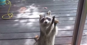 只是平常不偷吃的猫饲料什么都没有浣熊拿石头狂敲门(图1)