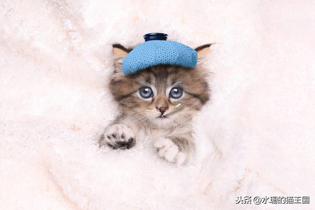 猫咪不光爱感冒发烧吗？给猫去看病到底有多贵？(图3)