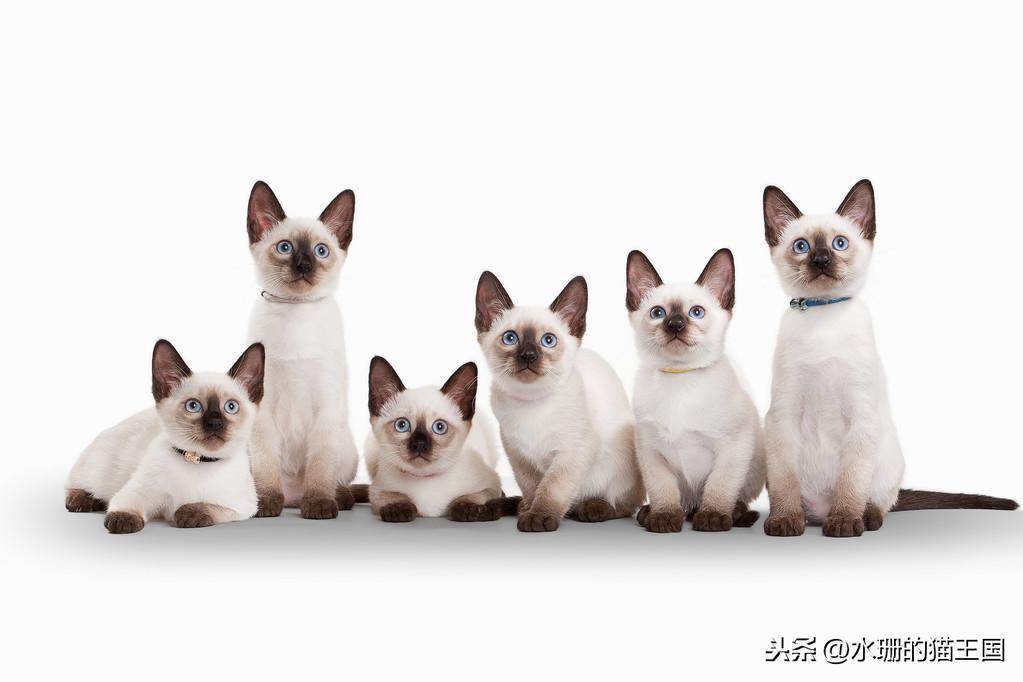 猫咪不光爱感冒发烧吗？给猫去看病到底有多贵？(图4)