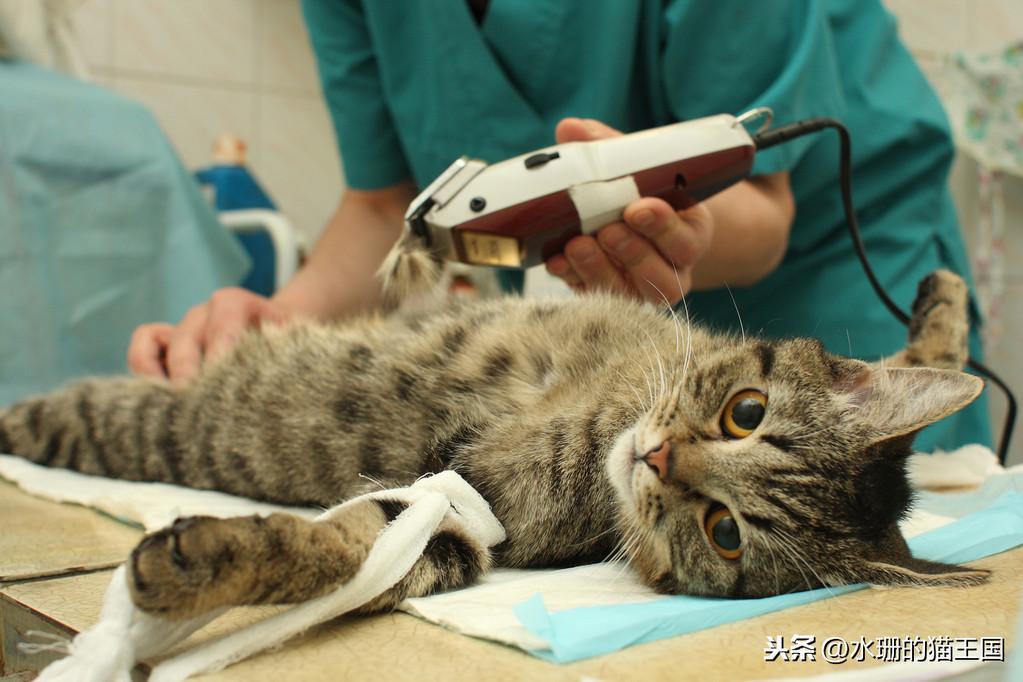 猫咪不光爱感冒发烧吗？给猫去看病到底有多贵？(图6)