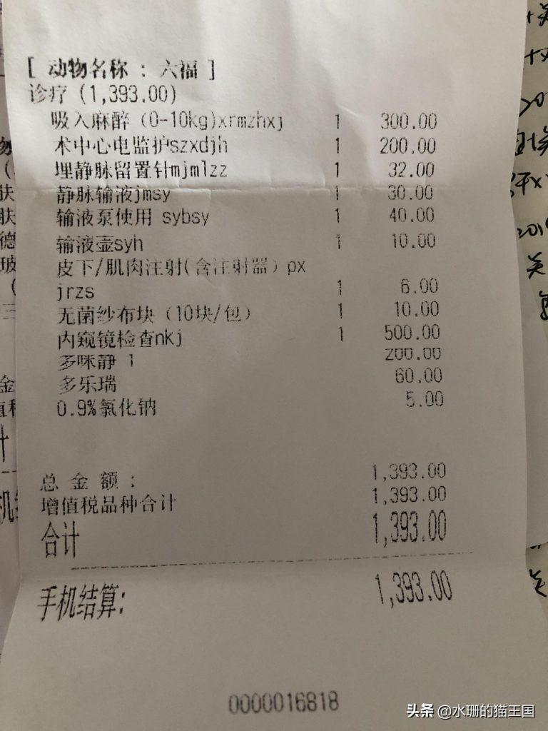 猫咪不光爱感冒发烧吗？给猫去看病到底有多贵？(图10)