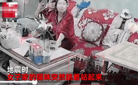 突然恶化地震 小猫猛的直立看灯 丈夫结果上来 扶着妻子迅速跑走(图1)