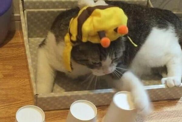 猫咪练成火眼金睛猜被子不出错5个也能贸然猜出(图1)