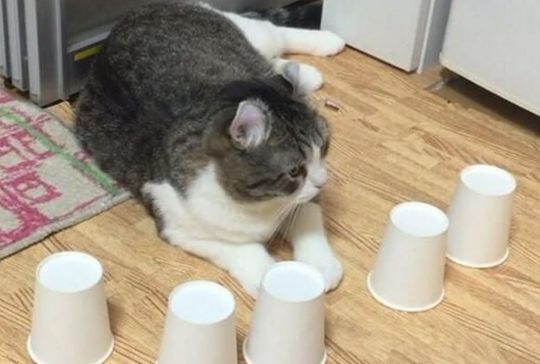 猫咪练成火眼金睛猜被子不出错5个也能贸然猜出(图2)