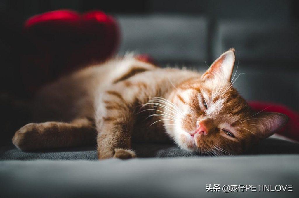 猫咪是否可以不分开来待十天以内？是可以 但是不出来万不得已的情况 不个人建议这样做(图1)