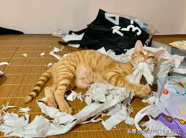 猫咪是否可以不分开来待十天以内？是可以 但是不出来万不得已的情况 不个人建议这样做(图2)