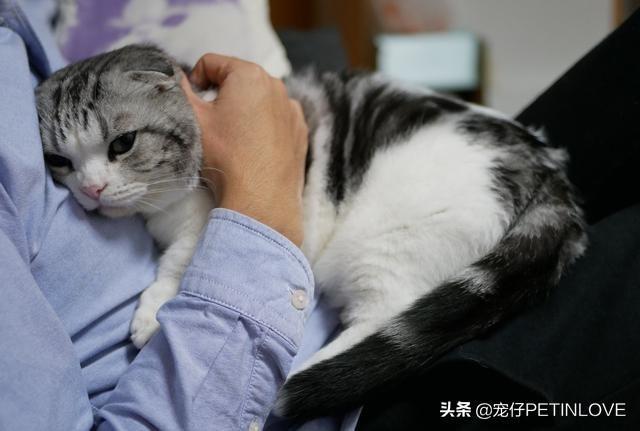 猫咪是否可以不分开来待十天以内？是可以 但是不出来万不得已的情况 不个人建议这样做(图3)