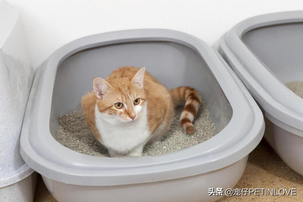 猫咪是否可以不分开来待十天以内？是可以 但是不出来万不得已的情况 不个人建议这样做(图5)