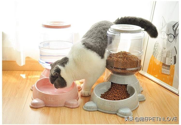 猫咪是否可以不分开来待十天以内？是可以 但是不出来万不得已的情况 不个人建议这样做(图4)