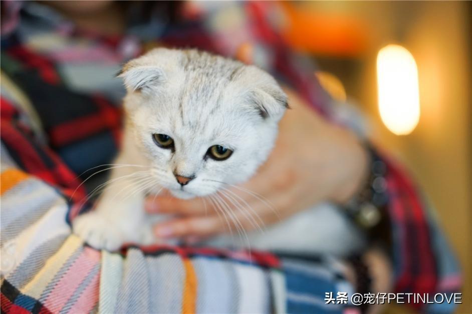 猫咪是否可以不分开来待十天以内？是可以 但是不出来万不得已的情况 不个人建议这样做(图7)