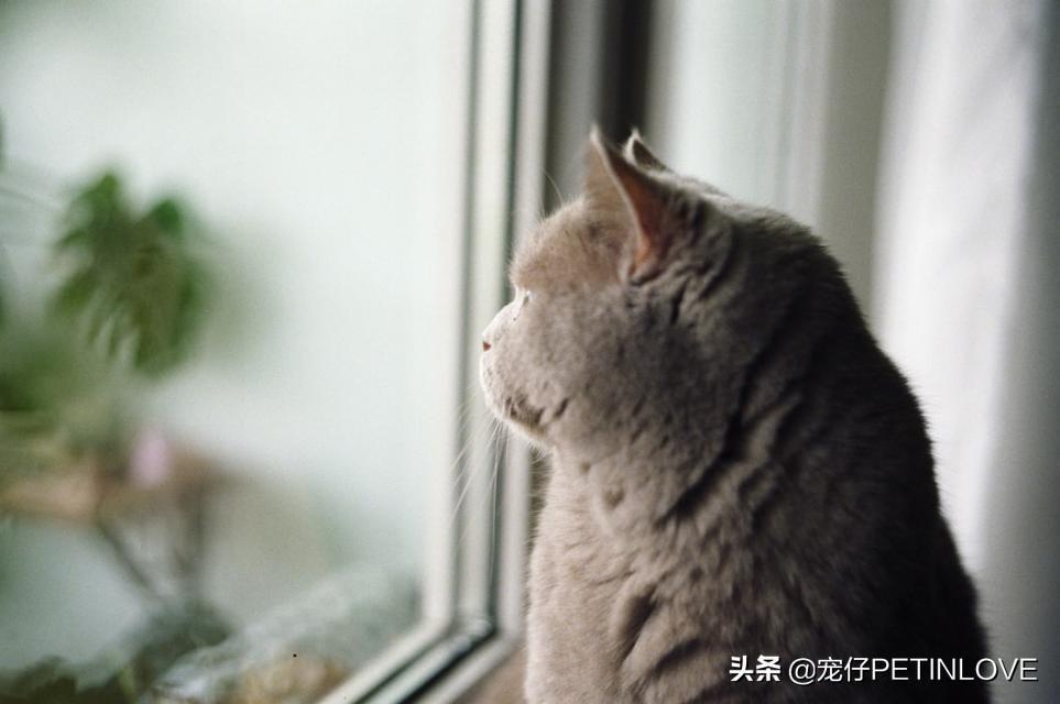 猫咪是否可以不分开来待十天以内？是可以 但是不出来万不得已的情况 不个人建议这样做(图6)