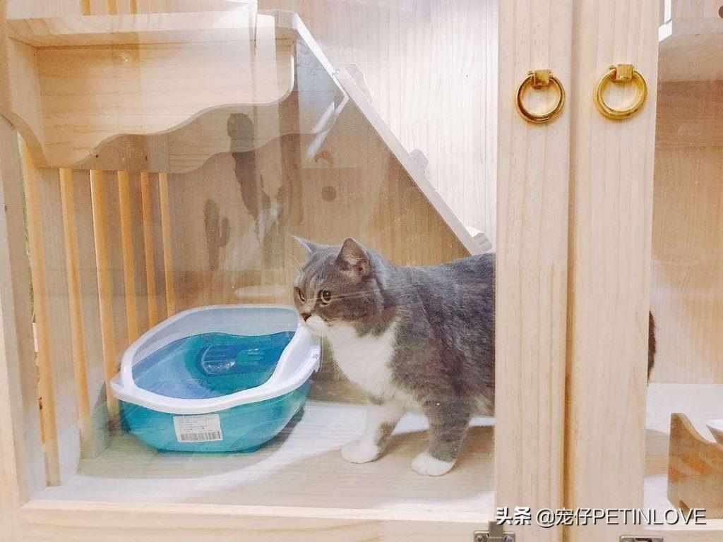 猫咪是否可以不分开来待十天以内？是可以 但是不出来万不得已的情况 不个人建议这样做(图8)