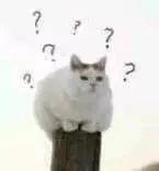 猫咪应该不会高蛋白耐受 大量是食物过敏了 猫猫过敏了 那该该怎么办啊？(图1)