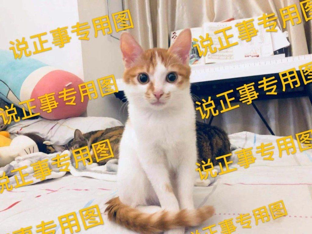 猫咪应该不会高蛋白耐受 大量是食物过敏了 猫猫过敏了 那该该怎么办啊？(图3)