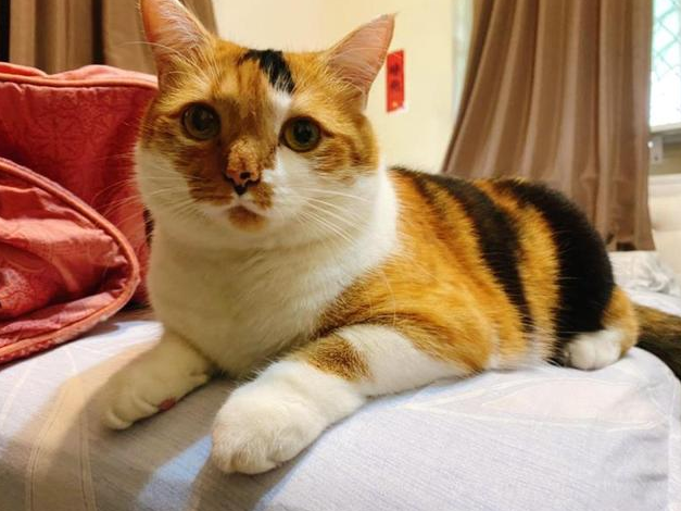 女孩看小猫“太瘦”不顺眼 一时气不过抱它回家来 最后三个月后……(图1)