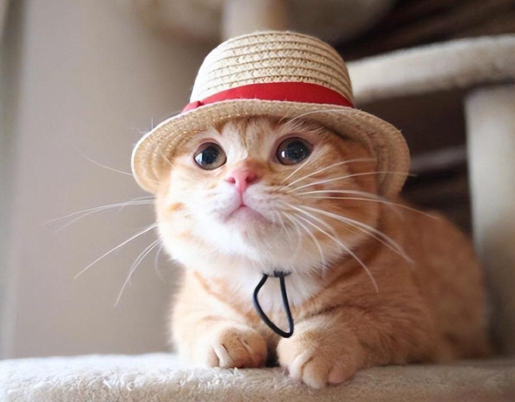 猫每天不需要喝多少水?你家“主子”每隔一天的饮水量及格了吗？(图1)