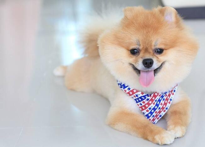 狗狗什么东西样不算软便(图1)