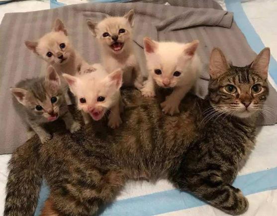 猫咪交配后一般必须一个小时？那就如何可以确定小母猫是否怀宝宝呢(图4)