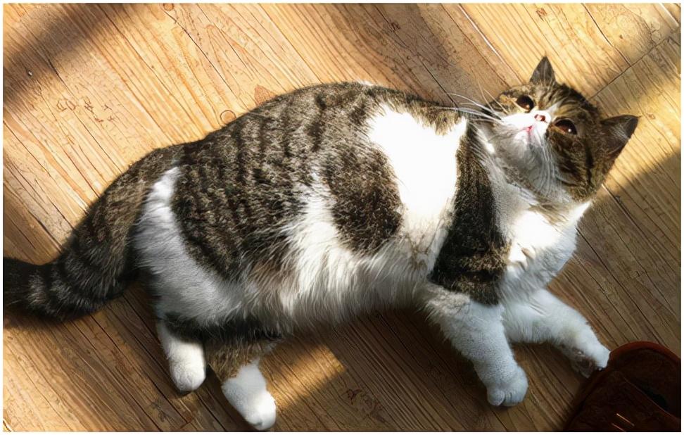 猫咪交配后一般必须一个小时？那就如何可以确定小母猫是否怀宝宝呢(图3)