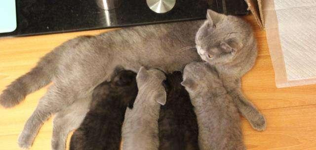 猫咪交配后一般必须一个小时？那就如何可以确定小母猫是否怀宝宝呢(图6)