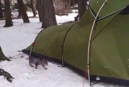 露营时被浪猫再入侵帐篷只不过是想找个庇护所保身(图1)