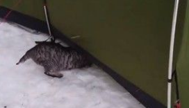 露营时被浪猫再入侵帐篷只不过是想找个庇护所保身(图2)