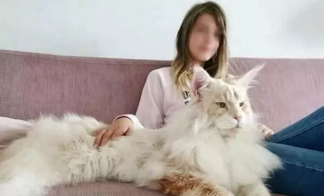 女子网购了一只猫 卖家称这是世界上大的猫 而现在两年后傻眼眼(图2)