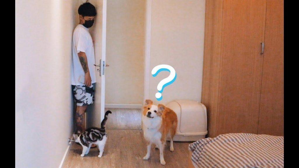 狗狗爱玩的5种游戏 不但能越深与主人的感情 又能消磨太多精力（狗狗最不喜欢玩什么?）(图2)