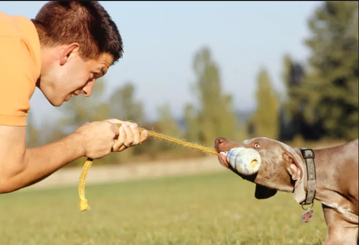 狗狗爱玩的5种游戏 不但能越深与主人的感情 又能消磨太多精力（狗狗最不喜欢玩什么?）(图4)
