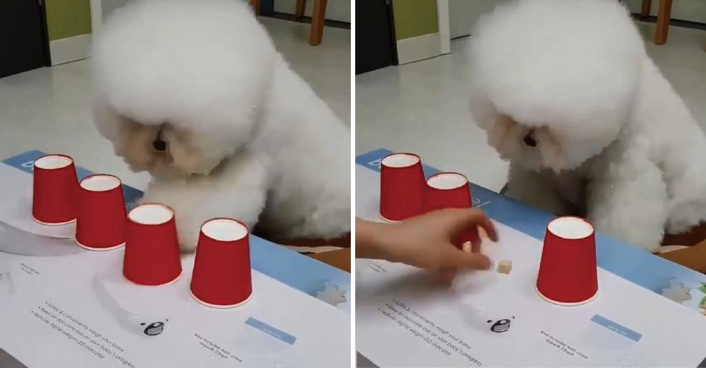 狗狗爱玩的5种游戏 不但能越深与主人的感情 又能消磨太多精力（狗狗最不喜欢玩什么?）(图6)