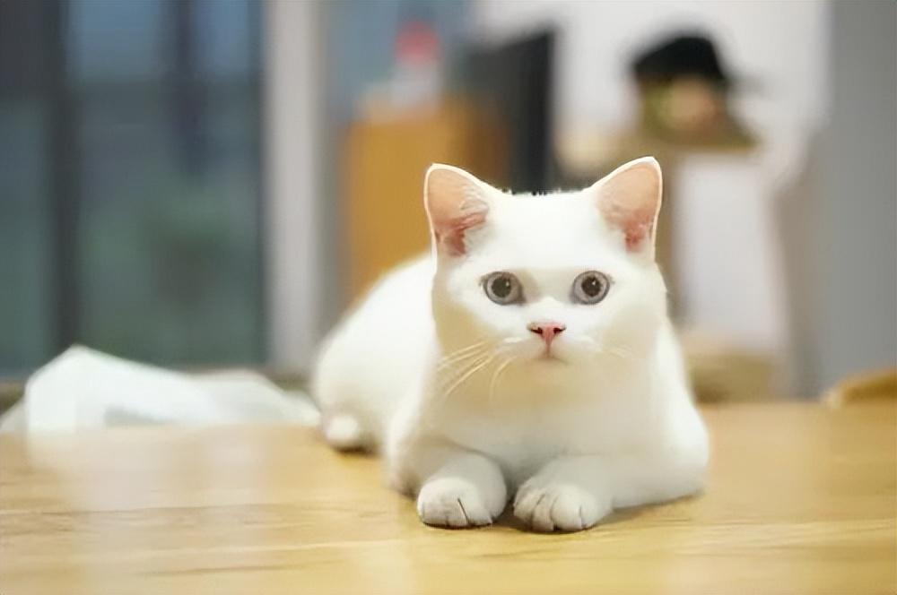 银点猫为么越来越黑？银点猫为什么不不会粘人？(图1)
