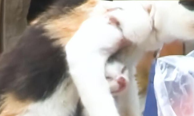 猫妈妈和小猫被渔网缠住 满身伤痕的它们幸运点成功获救(图1)