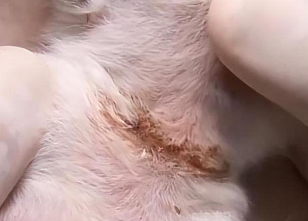 猫妈妈和小猫被渔网缠住 满身伤痕的它们幸运点成功获救(图3)