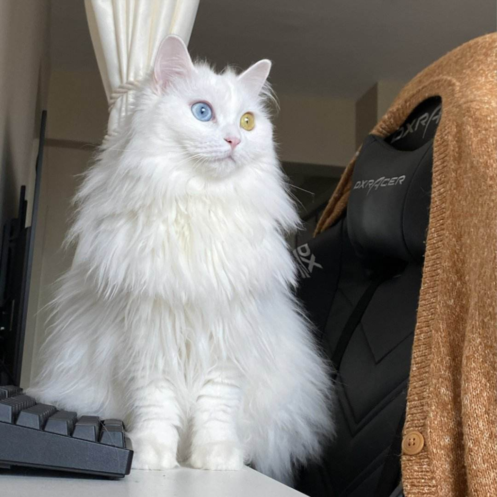 狮子猫为什么随意抛弃率这样高？狮子猫少人养的原因有什么？(图1)