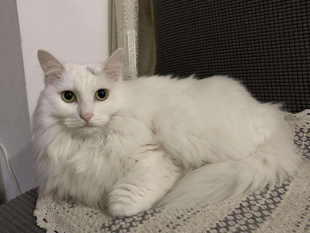 狮子猫为什么随意抛弃率这样高？狮子猫少人养的原因有什么？(图3)