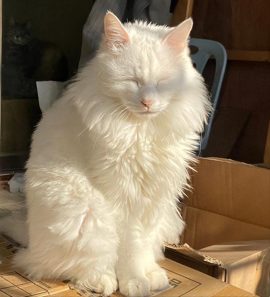 狮子猫为什么随意抛弃率这样高？狮子猫少人养的原因有什么？(图4)