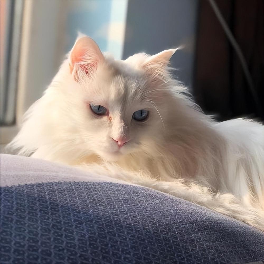 狮子猫为什么随意抛弃率这样高？狮子猫少人养的原因有什么？(图5)