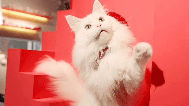 狮子猫为什么随意抛弃率这样高？狮子猫少人养的原因有什么？(图6)