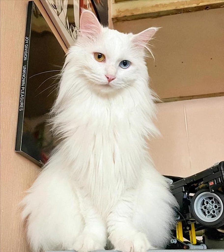 狮子猫为什么随意抛弃率这样高？狮子猫少人养的原因有什么？(图7)