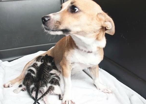 狗母亲将一窝小奶猫体贴入微 不求回报精神激荡一户人家收留它(图2)