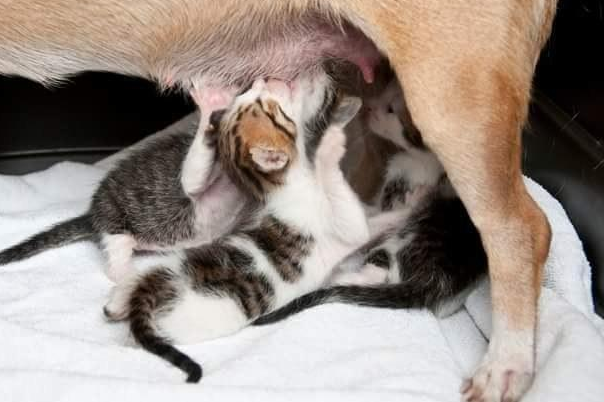 狗母亲将一窝小奶猫体贴入微 不求回报精神激荡一户人家收留它(图3)