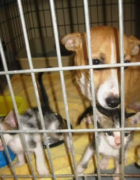 狗母亲将一窝小奶猫体贴入微 不求回报精神激荡一户人家收留它(图4)