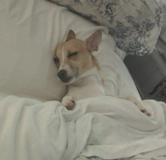 狗母亲将一窝小奶猫体贴入微 不求回报精神激荡一户人家收留它(图6)