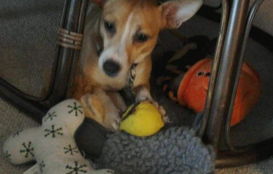 狗母亲将一窝小奶猫体贴入微 不求回报精神激荡一户人家收留它(图5)