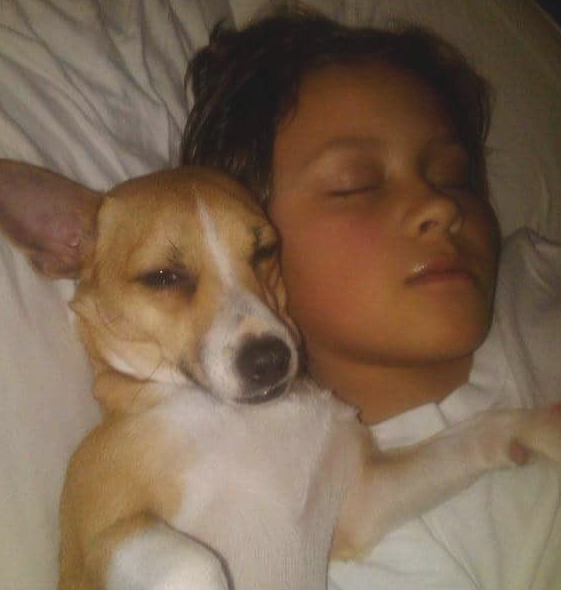 狗母亲将一窝小奶猫体贴入微 不求回报精神激荡一户人家收留它(图7)