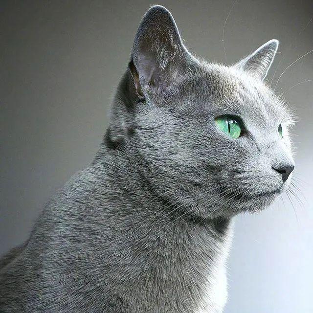 猫咪的都正常心率、体温和牙齿数量是多少？(图1)