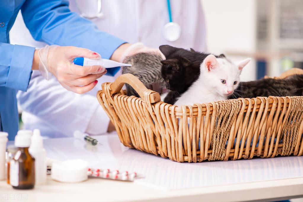 如何能测量时猫咪的体温？给猫咪测体温的方法(图4)