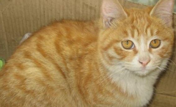 坚强小猫挡子弹救主遭轰头后竟奇迹生还(图1)